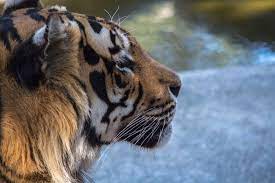 jatin